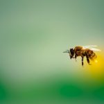 pszczoła miodna